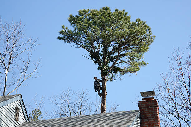 Best Fruit Tree Pruning  in Coldwater, MS